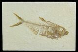 Fossil Fish (Diplomystus) - Green River Formation #122786-1